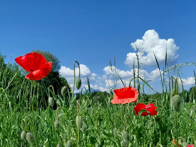 Mohnblumen einfach ein Hingucker! | Foto: H.Bachinger