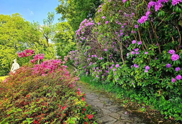 Die Rhododendren stehen in voller Pracht
