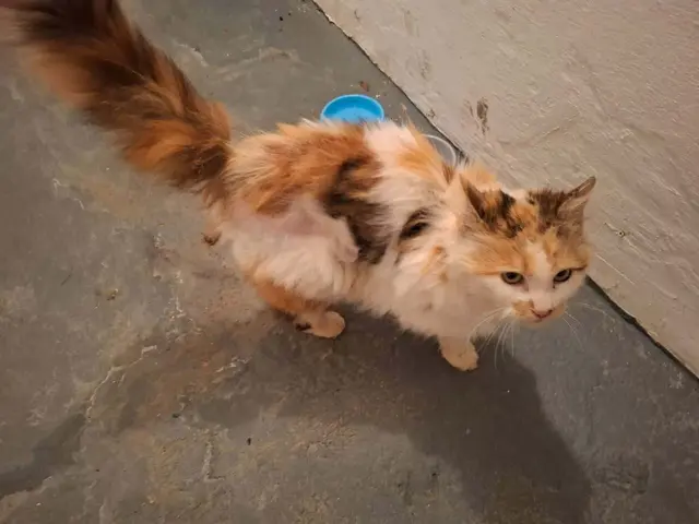 Diese Katze war gemeinsam mit "Zoe" unterwegs. Wer vermisst sie? | Foto: Tierschutz Initiative Innviertel