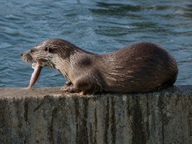 Ein Fischotter an der Salzach bei Werfen | Foto: Gürcan Aktaş