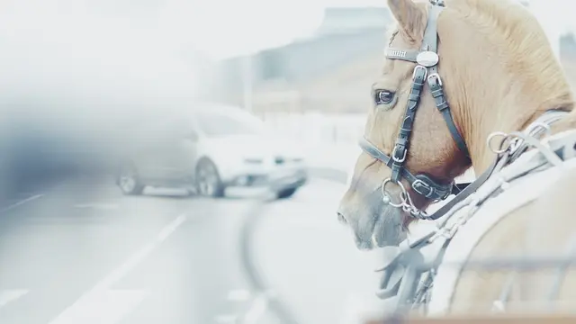 Auf einem Reitplatz in Piesendorf kam es zum Unfall mit einer Einspännerkutsche.  | Foto: Symbolbild Pixabay