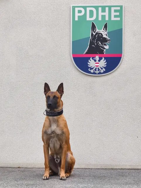 Polizeihund 