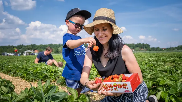 Steirische Erdbeeren haben jetzt Saison, selbst pflücken ist für viele ein Erlebnis. | Foto: LK Steiermark-Danner