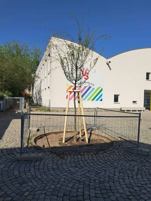 Ein frischgepflanzter Baum schmückt nun den Tesarekplatz. | Foto: LA 21