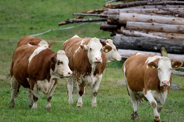 Kühe auf der Wiese