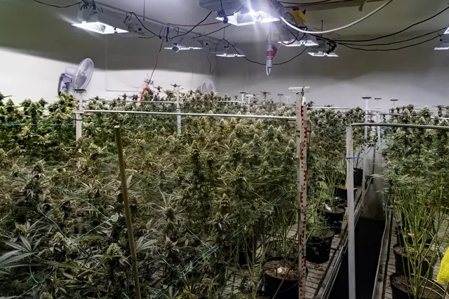 Eine gesamte Lagerhalle voller Cannabispflanzen wurde im Bezirk Güssing ausgeforscht.  | Foto: Landespolizeidirektion Burgenland