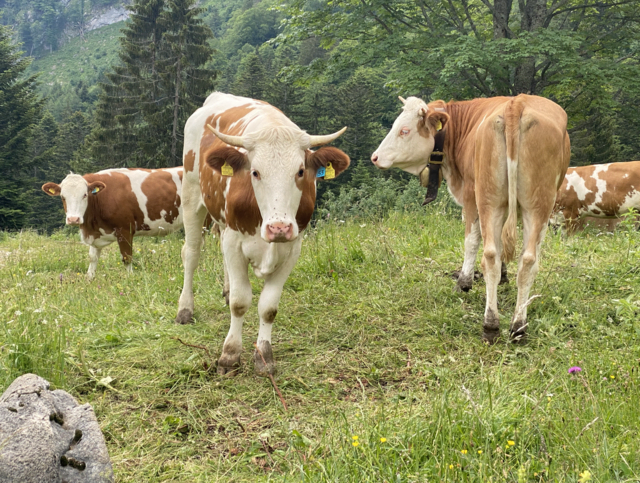 "Kuhle" Begegnung oder Gefahr? Wie wir uns bei Wanderungen auf unseren Almen verhalten, macht einen großen Unterschied. | Foto: MeinBezirk/Philipp Gratzer