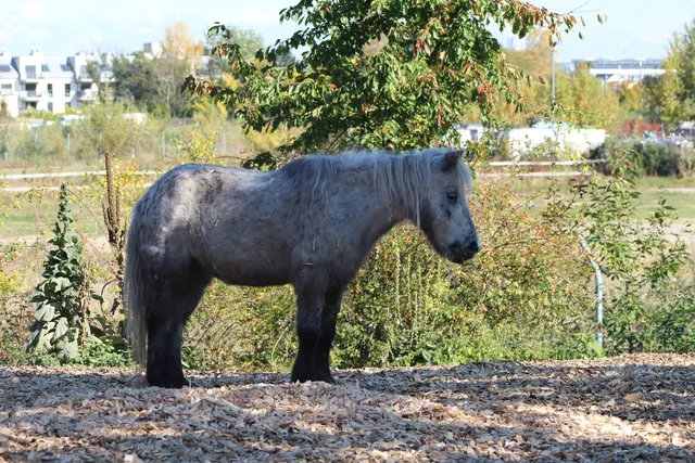 Das Alter von "Grelli" wird auf 41 Jahre geschätzt. | Foto: Tierschutz Austria
