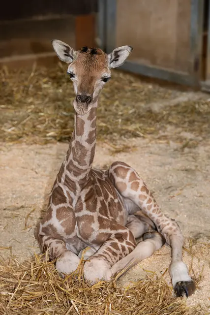Foto: Zoo Schmiding / Sterns