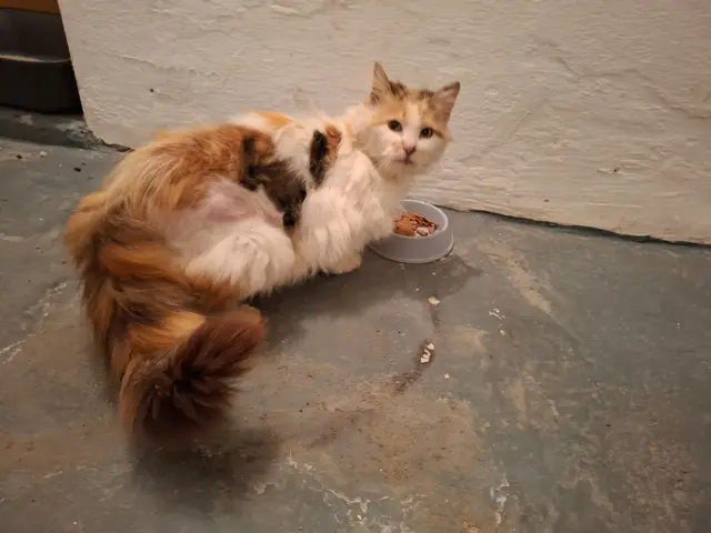 Katze Triz wurde 22 Kilometer von ihrem eigentlichen Zuhause in Wippenham von Tierschützern gesichert. | Foto: Tierschutz Initiative Innviertel