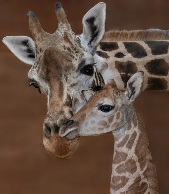Giraffenbaby Moyo erblickte im Zoo Schmiding das Licht der Welt. Der kleine Giraffenbulle gehört zu den seltenen Nubischen Giraffen. | Foto: Zoo Schmiding / Sterns