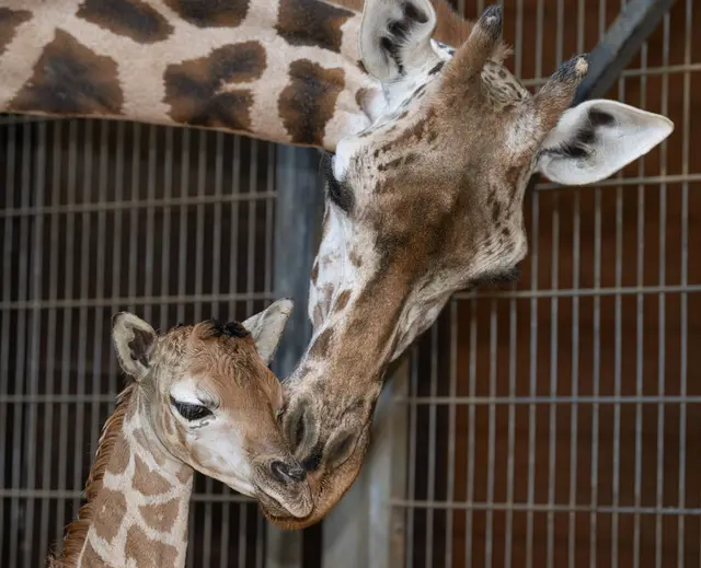 Foto: Zoo Schmiding / Sterns
