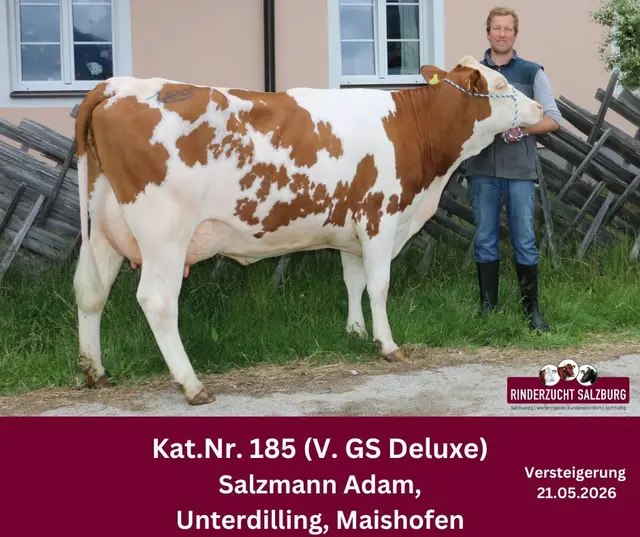 In Maishofen fand die 1029. Versteigerung statt. | Foto: Rinderzuchtverband Salzburg