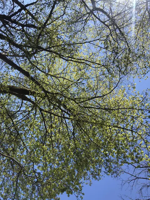 Gerade im Sommer sind die Stadtwälder ein beliebtes Naherholungsgebiet  | Foto: Symbolbild: Lisa Gold 