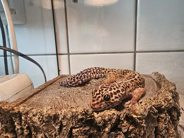 Leopardgecko „Glubschi“ sucht erfahrenen Reptilienhalter
