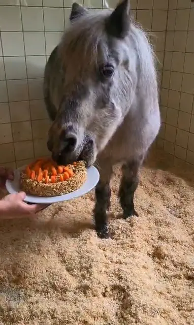 Ein spezieller Kuchen für "Grelli". | Foto: Tierschutz Austria