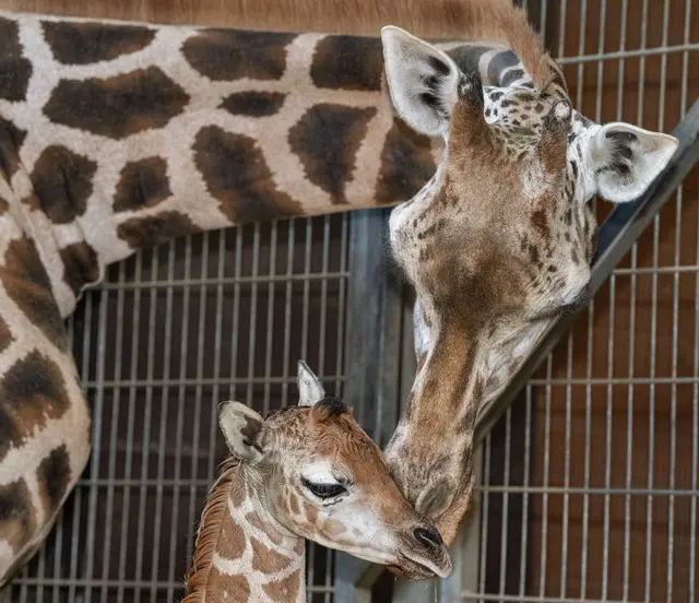 Giraffenbaby Moyo erblickte im Zoo Schmiding das Licht der Welt. Der kleine Giraffenbulle gehört zu den seltenen Nubischen Giraffen. | Foto: Zoo Schmiding / Sterns