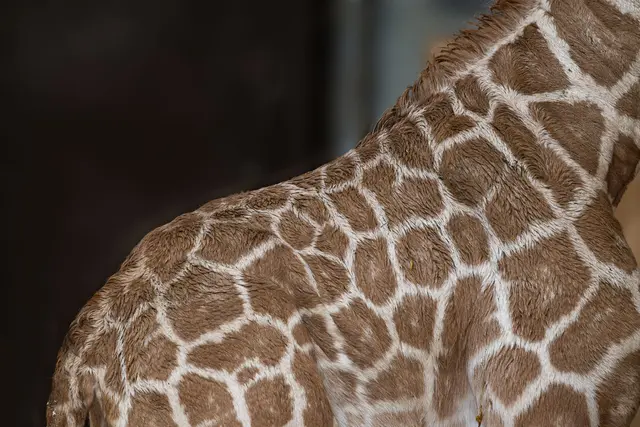 Wer erkennt das Herz im Fell des kleinen Moyo. | Foto: Zoo Schmiding / Sterns