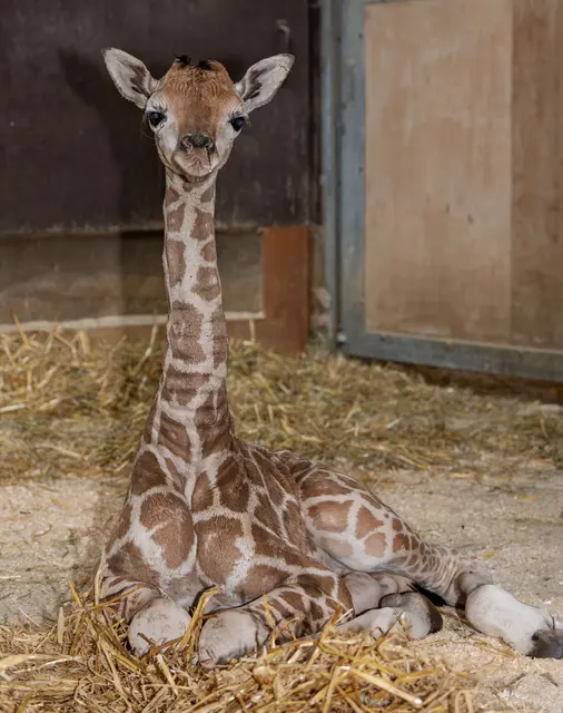 Giraffenbaby Moyo erblickte im Zoo Schmiding das Licht der Welt. Der kleine Giraffenbulle gehört zu den seltenen Nubischen Giraffen. | Foto: Zoo Schmiding / Sterns