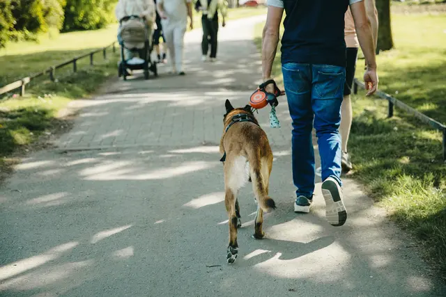 Linz hat seine Angebote für Hundebesitzer mit einem Online-Stadtplan gebündelt.  | Foto: Nataliya/Smarterpix