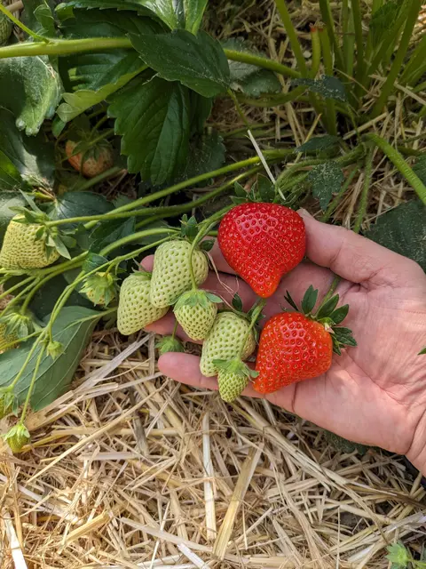 Langsam werden die Erdbeeren reif. | Foto: Hoffelner