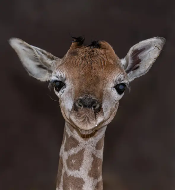 Giraffenbaby Moyo erblickte im Zoo Schmiding das Licht der Welt. Der kleine Giraffenbulle gehört zu den seltenen Nubischen Giraffen. | Foto: Zoo Schmiding / Sterns