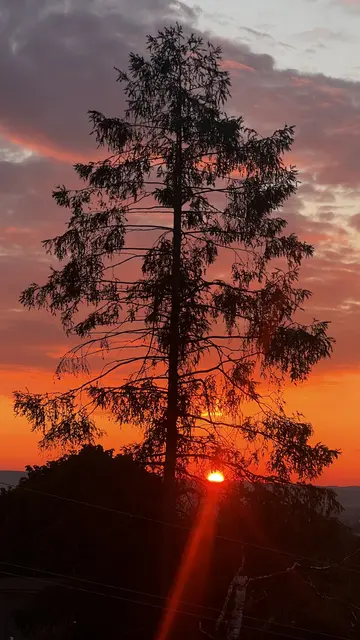 Der frühe Vogel fängt den Wurm, schreibt Willi Schenekar aus Tillmitsch. Sein Bild entstand am 26. Mai 2026 um 5.15 Uhr. | Foto: Willi Schenekar