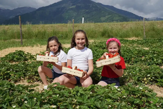Die knallroten Erdbeeren sind natürlich auch bei den Jüngsten beliebt. | Foto: Erdbeeroase