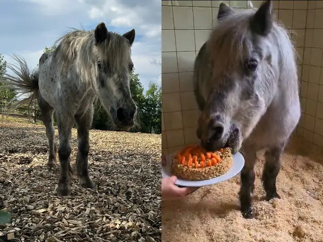 Pony-Dame "Grelli" dürfte das wohl älteste Pony des Landes sein. Jetzt feierte man ihren Geburtstag. | Foto: Tierschutz Austria / Collage MeinBezirk