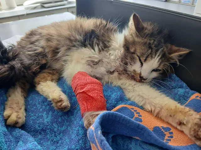 Kater Cloud hat einen Autounfall nur knapp überlebt. | Foto: TSV St. Pölten