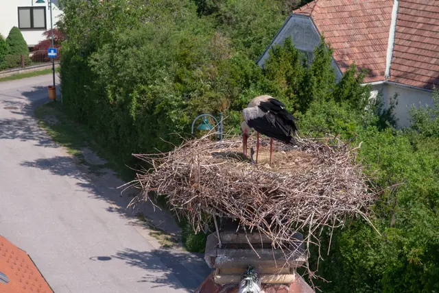 Brutpflege für den letzten überlebenden Jungstorch. | Foto: Santrucek