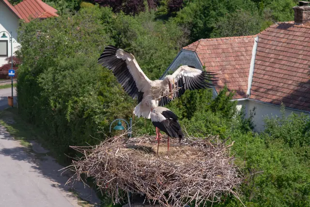 Irgendwo seltsam: Das Storchenpärchen baut das Nest aus, anstatt für Futter für den Nachwuchs zu sorgen. | Foto: Santrucek