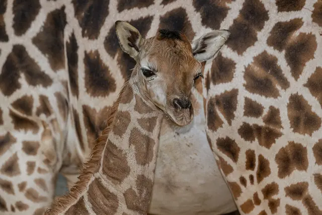 Foto: Zoo Schmiding / Sterns