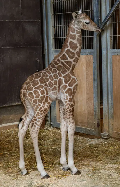 Foto: Zoo Schmiding / Sterns