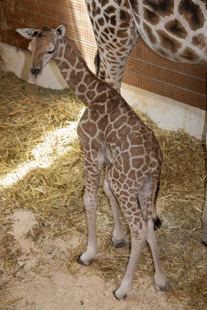 Foto: Zoo Schmiding / Sterns