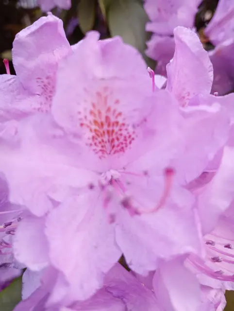 Rhododendrum-Blüte mit interessanter, einblättriger Blüttenzeichnung (Catawba-Rhododendron) in einem Garten in Leibnitz | Foto: Andreas Giessauf