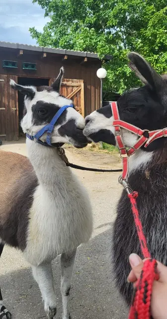 Mittlerweile verstehen auch sie sich sehr gut: die Lamas "Maja" und "Eddie". | Foto: Tierschutz Austria