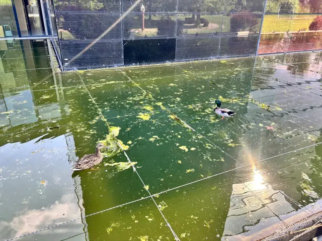 Locker gespannte Schnüre am Teich der Sankt Franziskus Kirche in Wels-Vogelweide werden zum Streitpunkt im Internet. | Foto: MeinBezirk