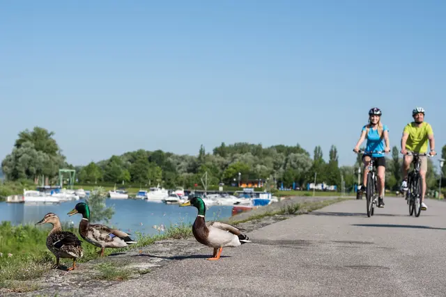 Naarn punktet mit einem herrlichen Naherholungsgebiet an der Donau. Sowohl Einheimische als auch Touristen schätzen die Atmosphäre. | Foto: WGD Donau Oberösterreich Tourismus GmbH/Hochhauser