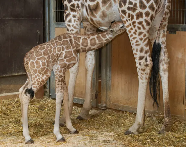 Foto: Zoo Schmiding / Sterns