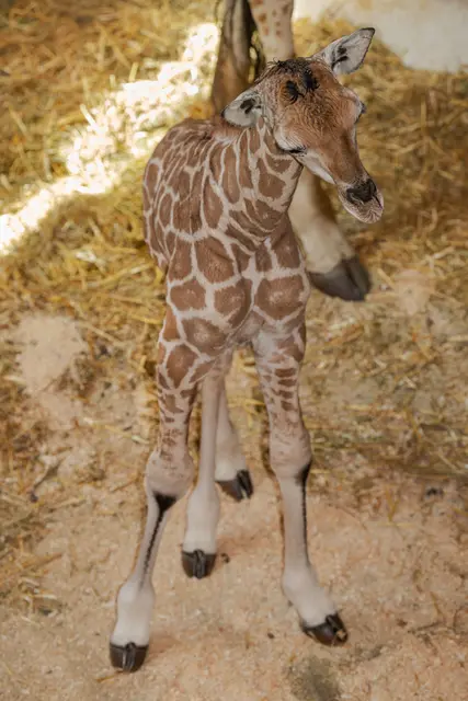 Foto: Zoo Schmiding / Sterns