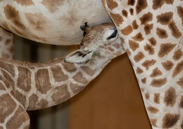 Foto: Zoo Schmiding / Sterns