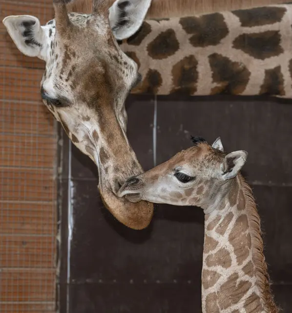 Foto: Zoo Schmiding / Sterns