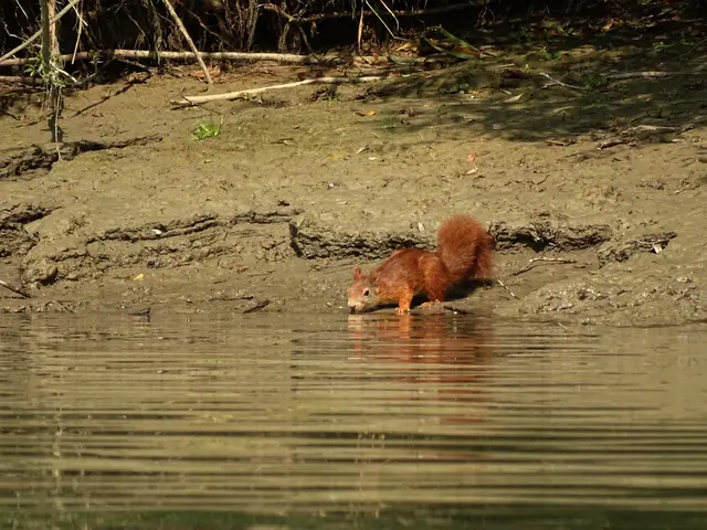 Eichhörnchen beim Trinken; © R. Jagersberger