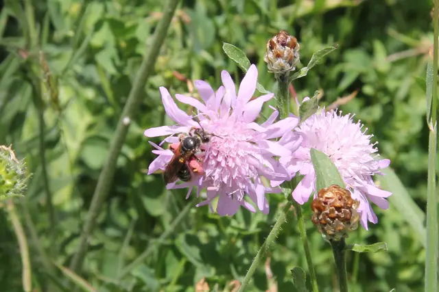 Trittsteinbiotop Garten: Lebensräume verbinden