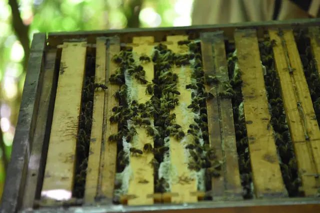 50.000 Bienen leben in einem Bienenstock zusammen mit einer Königin.  | Foto: Stefan Schneider/MeinBezirk