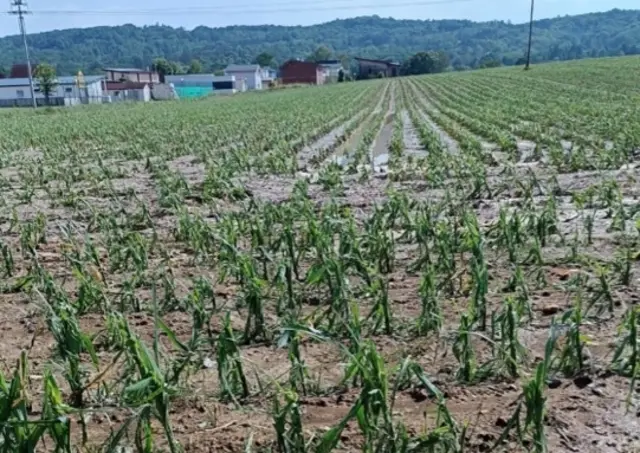 Maiskulturen im Burgenland und im Kärnten wurden durch den Hagel schwer geschädigt. | Foto: Österreichische Hagelversicherung