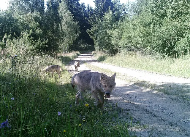 Der Wolf wurde 2016, nach 100 Jahren, wieder im Waldviertel nachgewiesen. Ein Rudel wurde damals am Truppenübungsplatz Allentsteig fotografiert. | Foto: BMLVS