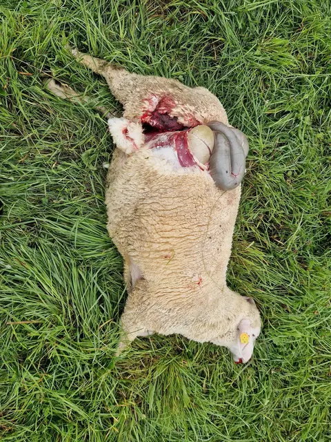 Schadensbilanz vom Vorfall im August 2025: 3 hochträchtige Mutterschafe getötet, 1 Mutterschaf mit 2 Lämmern lebensgefährlich verletzt (Kehlbiss), 2 weitere Mutterschafe sichtbar verletzt (Kehlbiss), 4 Lämmer fehlen. | Foto: Gerhard Fallent
