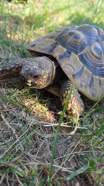 Die Schildkröten Armin und Fred freuen sich auf dein Zuhause